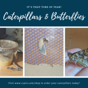 Live Caterpillars (Set of 5)