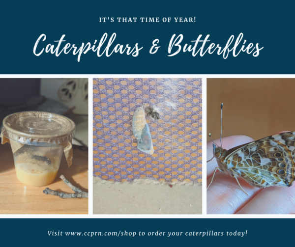 Live Caterpillars (Set of 5)